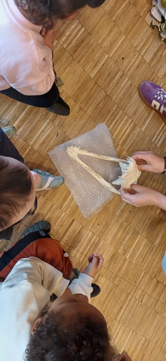 ArchéoZoo avec les 3/6 ans